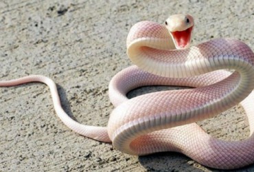 Có Bầu Nằm Mơ Thấy Rắn Đánh Con Gì? Giải Mã Giấc Mơ Có Bầu Nằm Mơ Thấy Rắn Đánh Số Mấy?