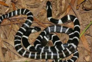 Nằm Mơ Thấy 3 Con Rắn Đánh Con Gì? Giải Mã Giấc Mơ Thấy 3 Con Rắn Đánh Số Mấy?