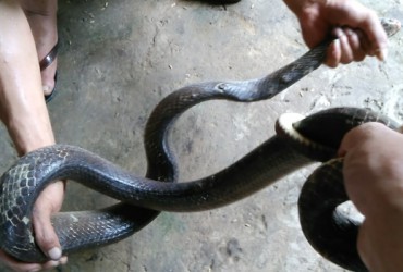 Nằm Mơ Thấy Bắt Rắn Đánh Con Gì? Giải Mã Giấc Mơ Thấy Bắt Rắn Đánh Số Mấy?