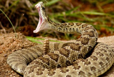 Nằm Mơ Thấy Bị Rắn Cắn Là Điềm Lành Hay Điều Dữ? Con Số May Mắn Là Số Mấy?