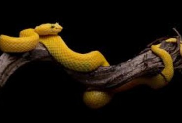 Nằm Mơ Thấy Rắn Vàng Đánh Con Gì? Giải Mã Giấc Mơ Thấy Rắn Vàng Đánh Số Mấy?