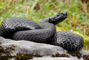 Ý Nghĩa Về Giấc Mơ Rắn Đen Là Điềm Báo Gì?