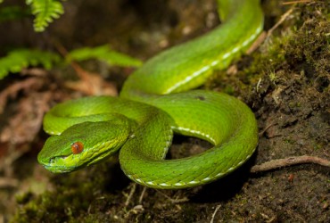 Nằm Mơ Thấy Rắn Xanh Đánh Con Gì? Giải Mã Giấc Mơ Thấy Rắn Xanh Đánh Số Mấy?