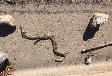 Khi Ai Đó Giết Rắn Trong Giấc Mơ Của Bạn. Điều Đó Có Ý Nghĩa Là Gì?