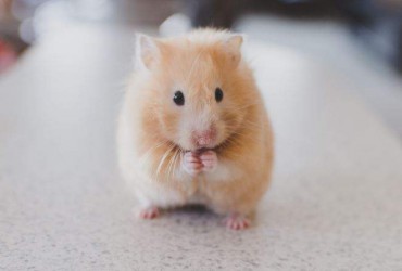 Nằm Mơ Thấy Chuột Là May Mắn Gì? Ý Nghĩa Đằng Sau Điềm Báo Này