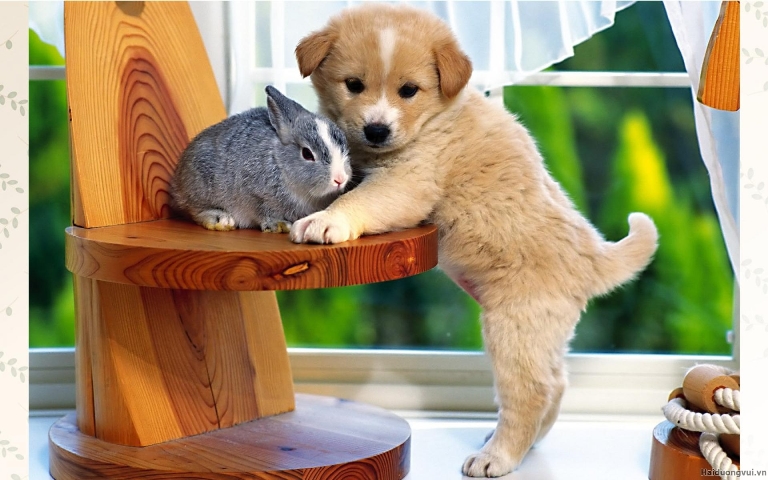 Tuổi canh thìn nên chọn nuôi con gì mang lại may mắn?