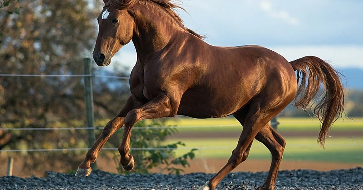 Quý Sửu và Nhâm Ngọ liệu trong tình yêu và sự nghiệp họ có hợp nhau hay không?