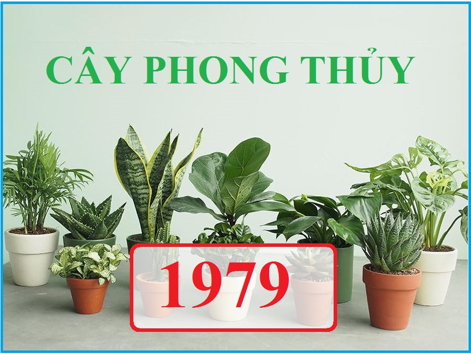 Chọn cây phong thủy trong nhà cho người sinh năm 1979 - Kỷ Mùi để thu hút tài lộc, may mắn