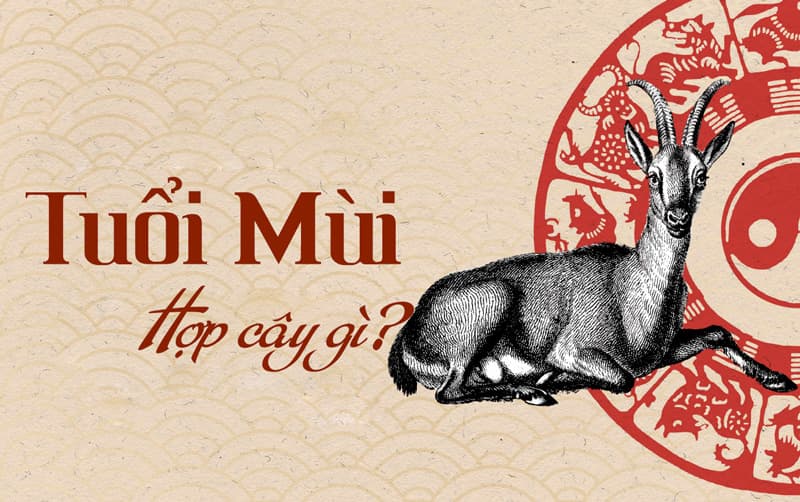 Chọn cây phong thủy trong nhà cho người sinh năm 1979 - Kỷ Mùi để thu hút tài lộc, may mắn