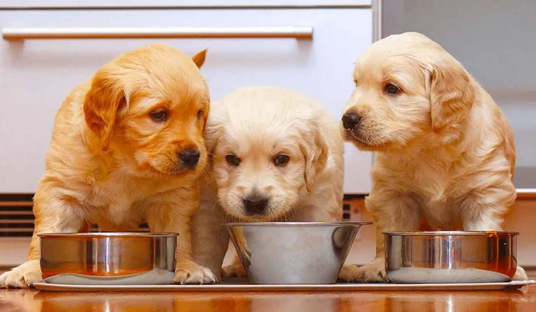 Tuổi Thìn 1988 nuôi con gì? Nuôi cá được không?