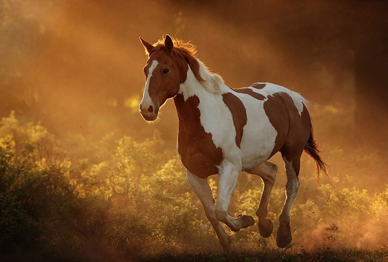 Nhâm Ngọ 2002 mệnh gì? Tuổi con gì? Cung gì? Tích cách thế nào?