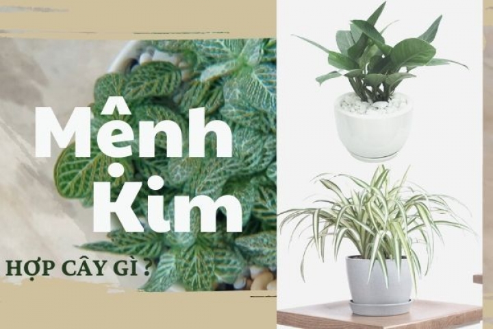 Sinh năm 2000 hợp cây gì? Cây phong thủy mệnh kim 2000