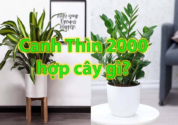 Sinh năm 2000 hợp cây gì? Cây phong thủy mệnh kim 2000