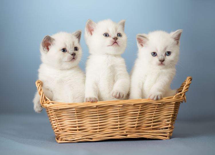 Nằm Mơ Thấy 3 Con Mèo Đánh Con Gì? Giải Mã Giấc Mơ Thấy 3 Con Mèo Đánh Số Mấy?