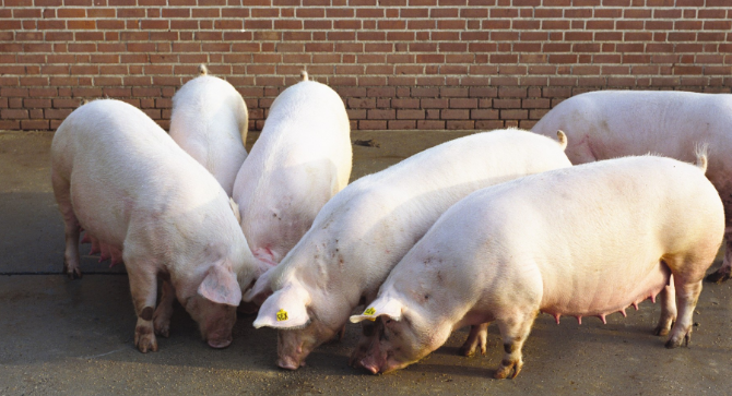 Nằm Mơ Thấy Heo Cắn Đánh Con Gì? Giải Mã Giấc Mơ Thấy Heo Cắn Đánh Số Mấy?