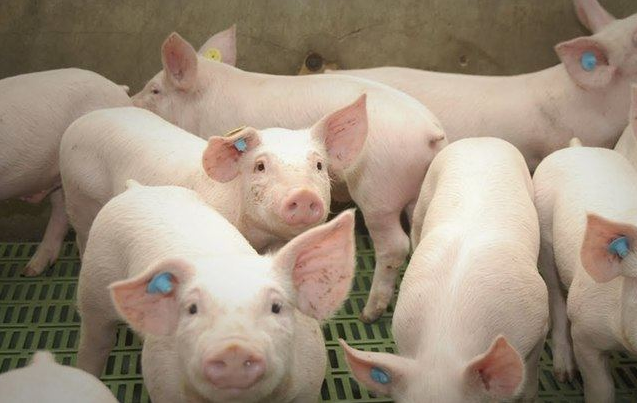 Nằm Mơ Thấy Heo Cắn Đánh Con Gì? Giải Mã Giấc Mơ Thấy Heo Cắn Đánh Số Mấy?