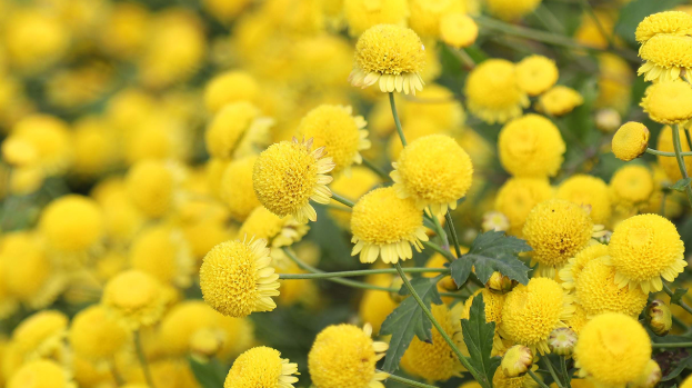 Nằm Mơ Thấy Hoa Cúc Đánh Con Gì? Giải Mã Giấc Mơ Thấy Hoa Cúc Đánh Số Mấy?