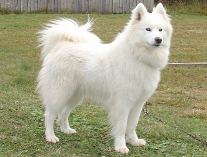 Nằm Mơ Thấy Chó Trắng Đánh Con Gì? Giải Mã Giấc Mơ Thấy Chó Trắng Đánh Số Mấy?