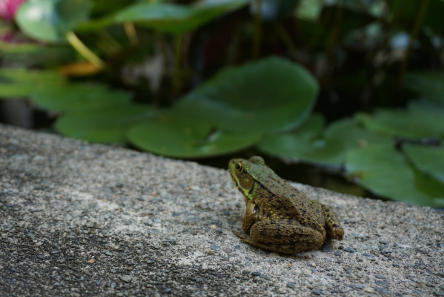 Nằm mơ thấy ếch đánh con gì?  Mơ Thấy Bắt Ếch Đánh Số Gì?