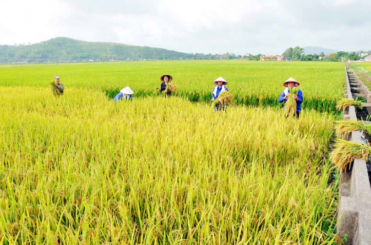 Nằm Mơ Thấy Lúa Đánh Con Gì? Giải Mã Giấc Mơ Thấy Lúa Đánh Số Mấy?