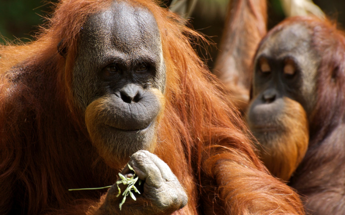 Nằm Mơ Thấy Đười Ươi Đánh Con Gì? Giải Mã Giấc Mơ Thấy Đười Ươi Đánh Số Mấy?