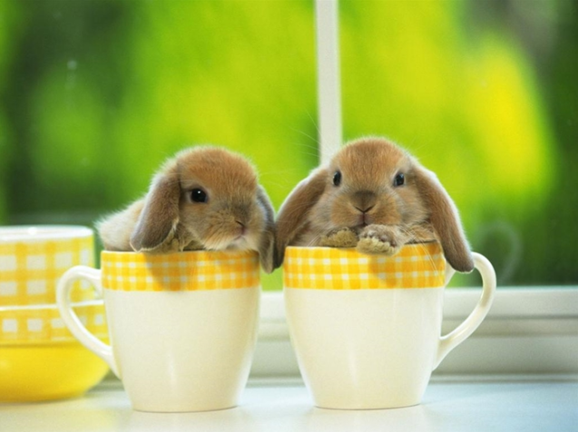 Nằm Mơ Thấy Thỏ Đánh Con Gì? Giải Mã Giấc Mơ Thấy Thỏ Đánh Số Mấy?