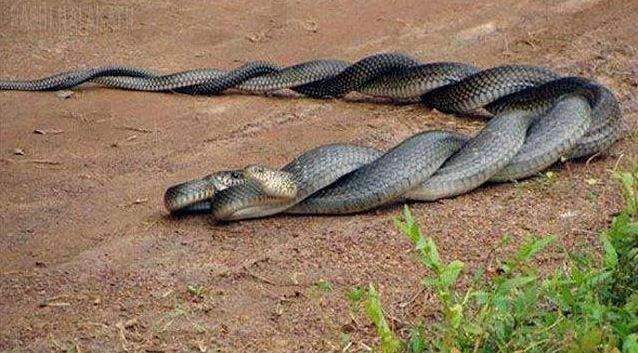 Nằm Mơ Thấy 2 Con Rắn Thì Đánh Con Gì Trúng Chắc?