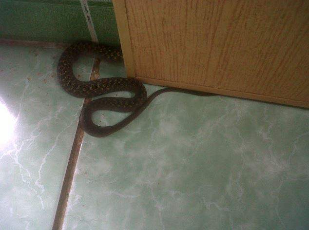 Giải Mã Giấc Mơ Nằm Mơ Thấy Rắn Vào Nhà Đánh Con Gì Trúng Lớn?