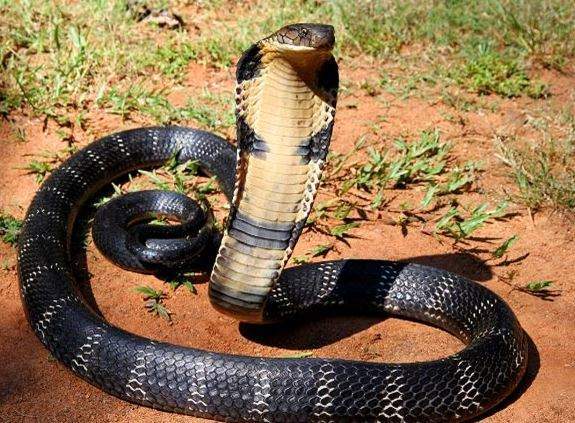 Giải Mã Giấc Mơ Nằm Mơ Thấy Rắn Hổ Mang Có Phải Điềm Báo May Mắn?