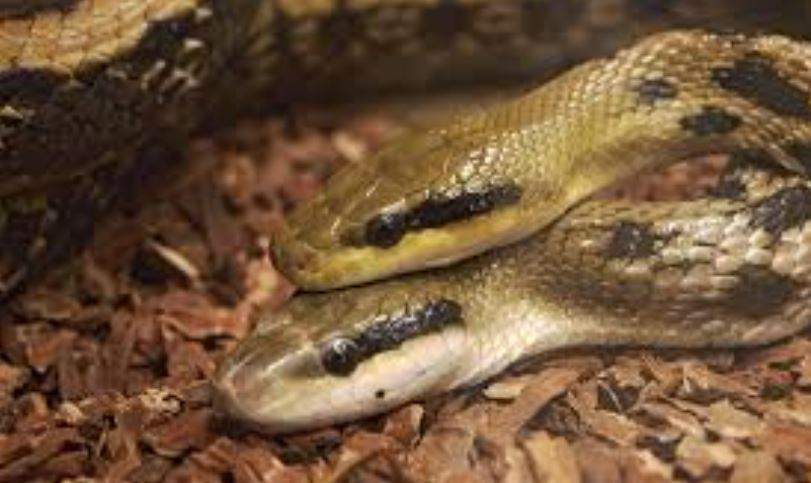 Nằm Mơ Thấy 2 Con Rắn Thì Đánh Con Gì Trúng Chắc?