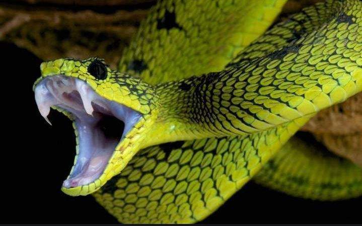 Giải Mã Giấc Mơ Nằm Mơ Thấy Rắn Đuổi Có Ý Nghĩa Gì?