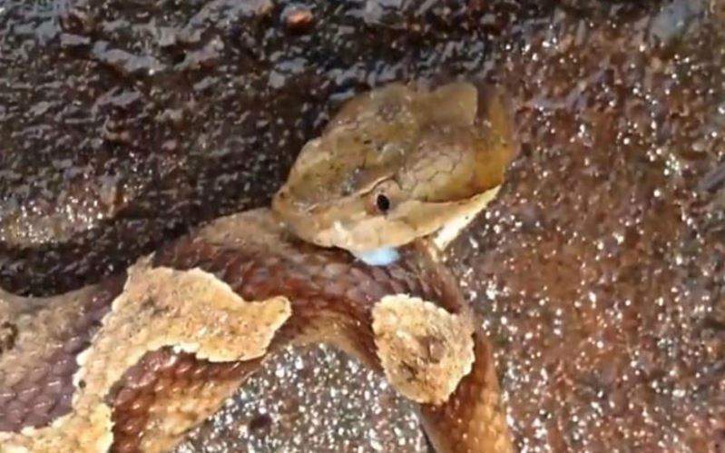 Nằm Mơ Thấy Rắn Chết Đánh Con Gì? Giải Mã Giấc Mơ Thấy Rắn Chết Đánh Số Mấy?