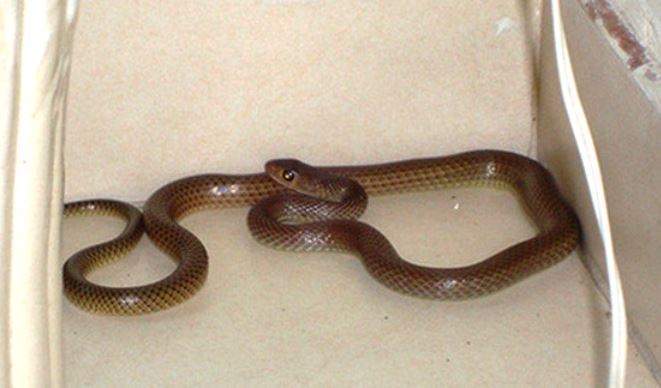 Giải Mã Giấc Mơ Nằm Mơ Thấy Rắn Vào Nhà Đánh Con Gì Trúng Lớn?