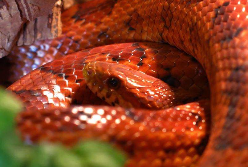 Nằm Mơ Thấy Rắn Đỏ Đánh Con Gì? Giải Mã Giấc Mơ Thấy Rắn Đỏ Đánh Số Mấy?