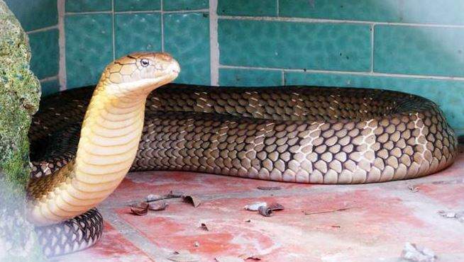 Giải Mã Giấc Mơ Nằm Mơ Thấy Rắn Hổ Mang Có Phải Điềm Báo May Mắn?