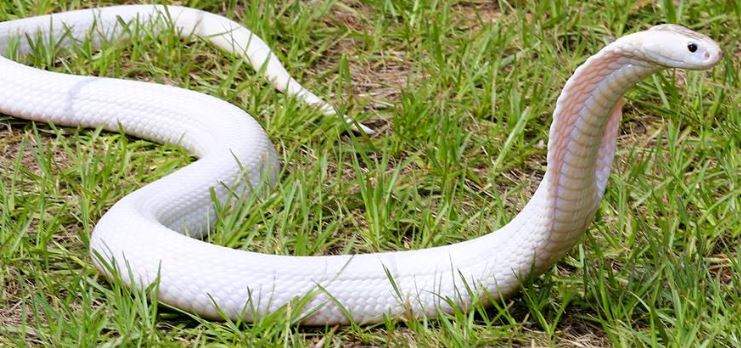 Nằm Mơ Thấy Rắn Trắng Đánh Con Gì? Giải Mã Giấc Mơ Thấy Rắn Trắng Đánh Số Mấy?