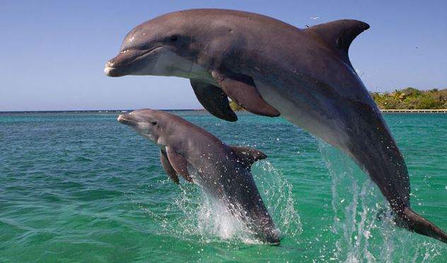 Nằm Mơ Thấy Cá Heo Đánh Con Gì? Giải Mã Giấc Mơ Thấy Cá Heo Đánh Số Mấy?