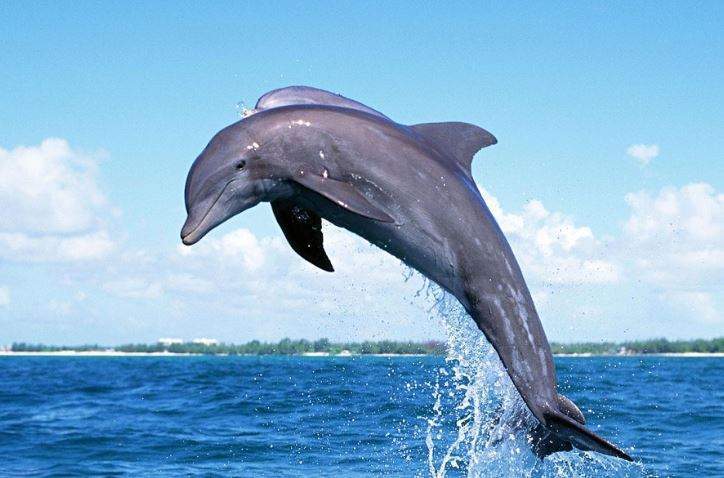Nằm Mơ Thấy Cá Heo Đánh Con Gì? Giải Mã Giấc Mơ Thấy Cá Heo Đánh Số Mấy?