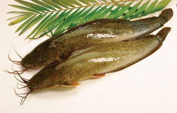 Nằm Mơ Thấy Cá Lóc Đánh Con Gì? Giải Mã Giấc Mơ Thấy Cá Lóc Đánh Số Mấy?