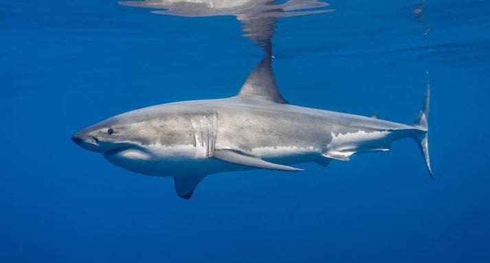 Nằm Mơ Thấy Cá Mập Đánh Con Gì? Giải Mã Giấc Mơ Thấy Cá Mập Đánh Số Mấy?