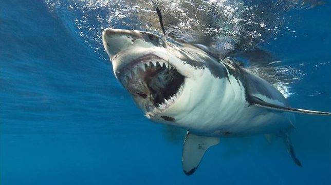 Nằm Mơ Thấy Cá Mập Đánh Con Gì? Giải Mã Giấc Mơ Thấy Cá Mập Đánh Số Mấy?