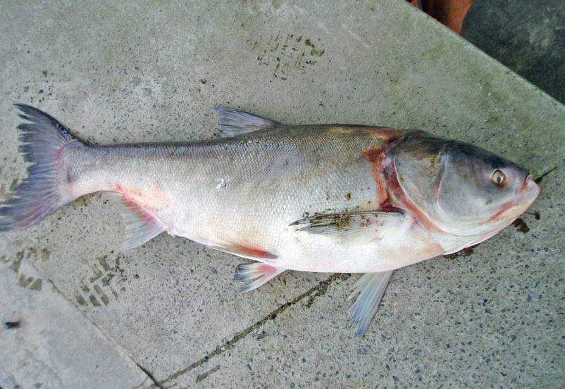 Nằm Mơ Thấy Cá Mè Đánh Con Gì? Giải Mã Giấc Mơ Thấy Cá Mè Đánh Số Mấy?