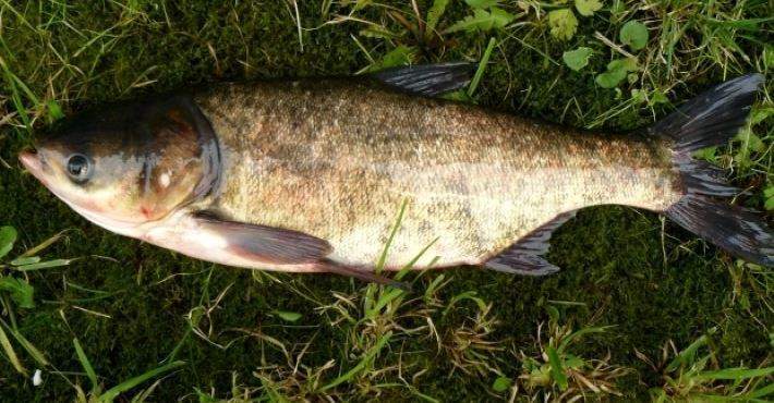 Nằm Mơ Thấy Cá Mè Đánh Con Gì? Giải Mã Giấc Mơ Thấy Cá Mè Đánh Số Mấy?