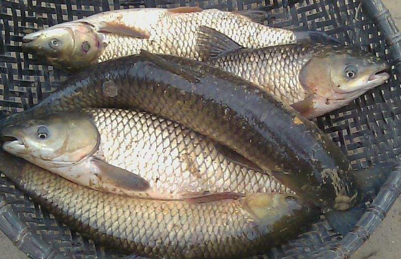 Nằm Mơ Thấy Cá Trắm Đánh Con Gì? Giải Mã Giấc Mơ Thấy Cá Trắm Đánh Số Mấy?