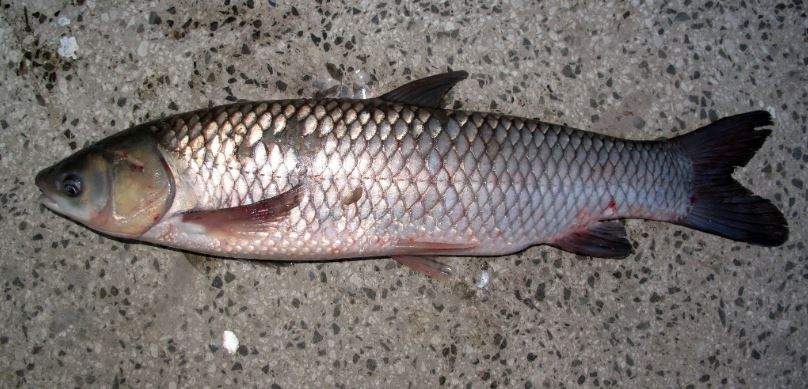 Nằm Mơ Thấy Cá Trắm Đánh Con Gì? Giải Mã Giấc Mơ Thấy Cá Trắm Đánh Số Mấy?