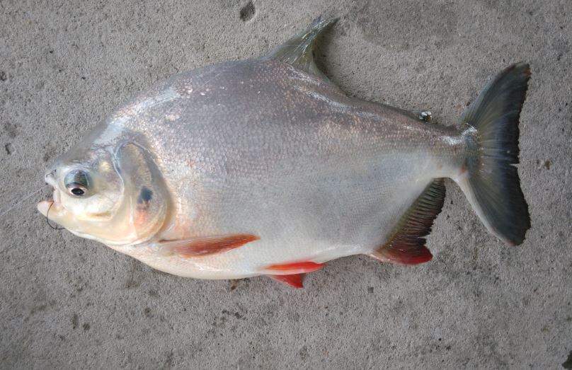 Nằm Mơ Thấy Cá Trắng Đánh Con Gì? Giải Mã Giấc Mơ Thấy Cá Trắng Đánh Số Mấy?