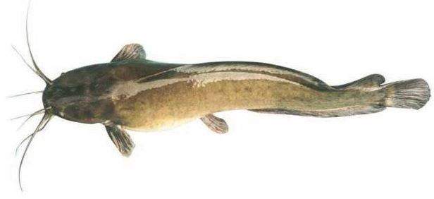 Nằm Mơ Thấy Cá Trê Đánh Con Gì? Giải Mã Giấc Mơ Thấy Cá Trê Đánh Số Mấy?