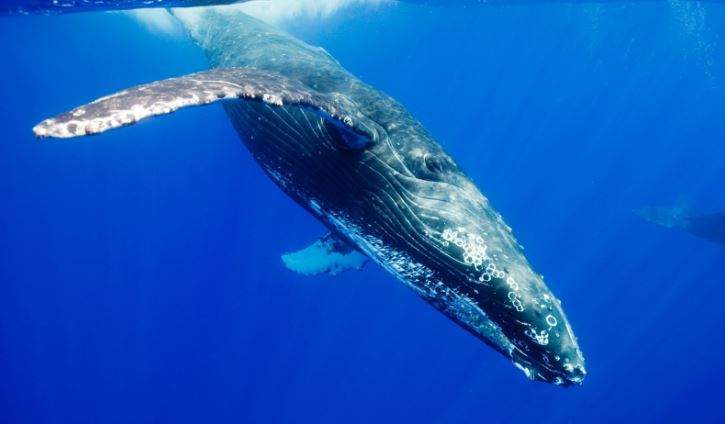 Nằm Mơ Thấy Cá Voi Đánh Con Gì? Giải Mã Giấc Mơ Thấy Cá Voi Đánh Số Mấy?