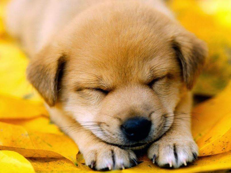 Nằm Mơ Thấy Chó Vàng Đánh Con Gì? Giải Mã Giấc Mơ Thấy Chó Vàng Đánh Số Mấy?