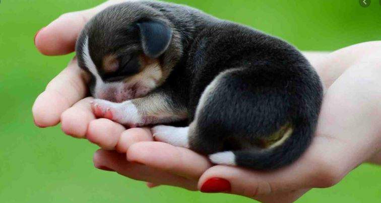 Nằm Mơ Thấy Chó Con Là Báo Hiệu Của Điều May Mắn Gì?